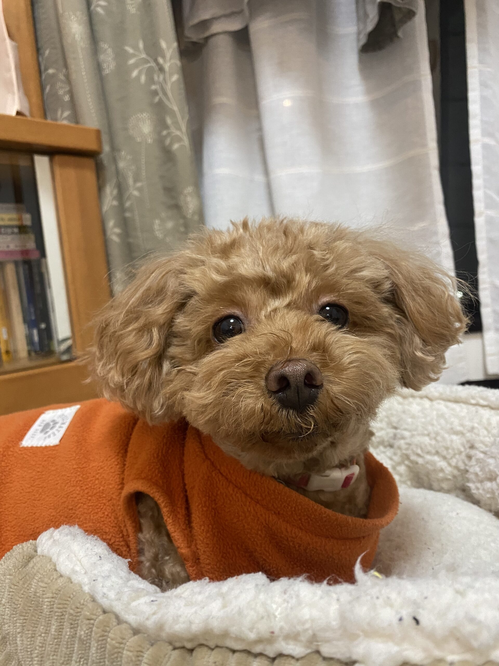 元気になったさくら