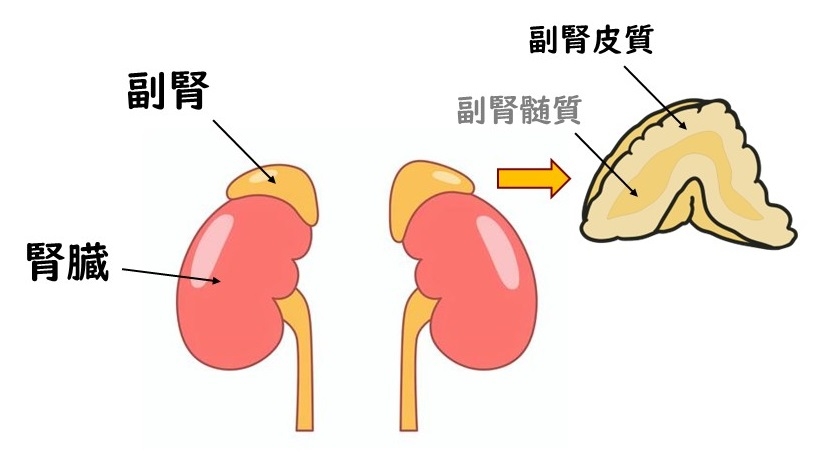 副腎