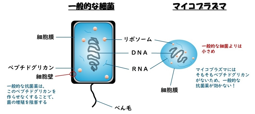マイコプラズマ