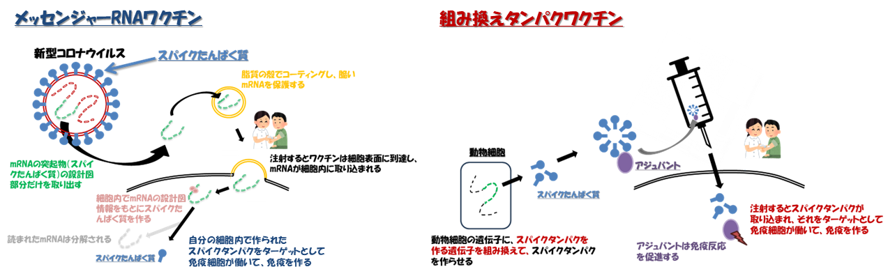 組み換えタンパクワクチン