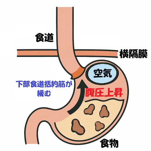下部食道括約筋