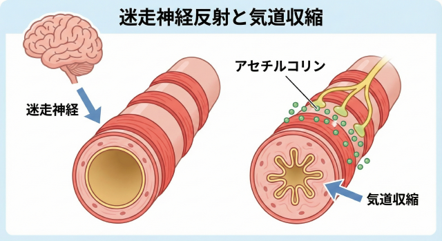 アセチルコリン