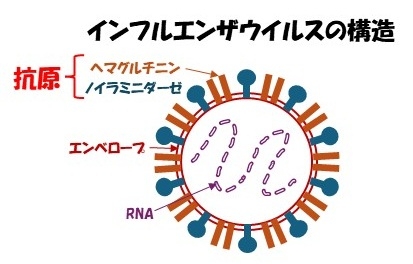 インフルエンザの構造
